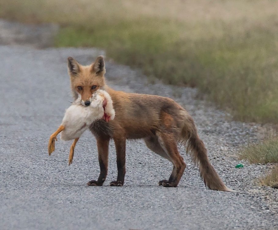 лиса на белом фоне. лисенок с курочкой. лиса утащила курицу. лиса какая курица. лиса какая курица.