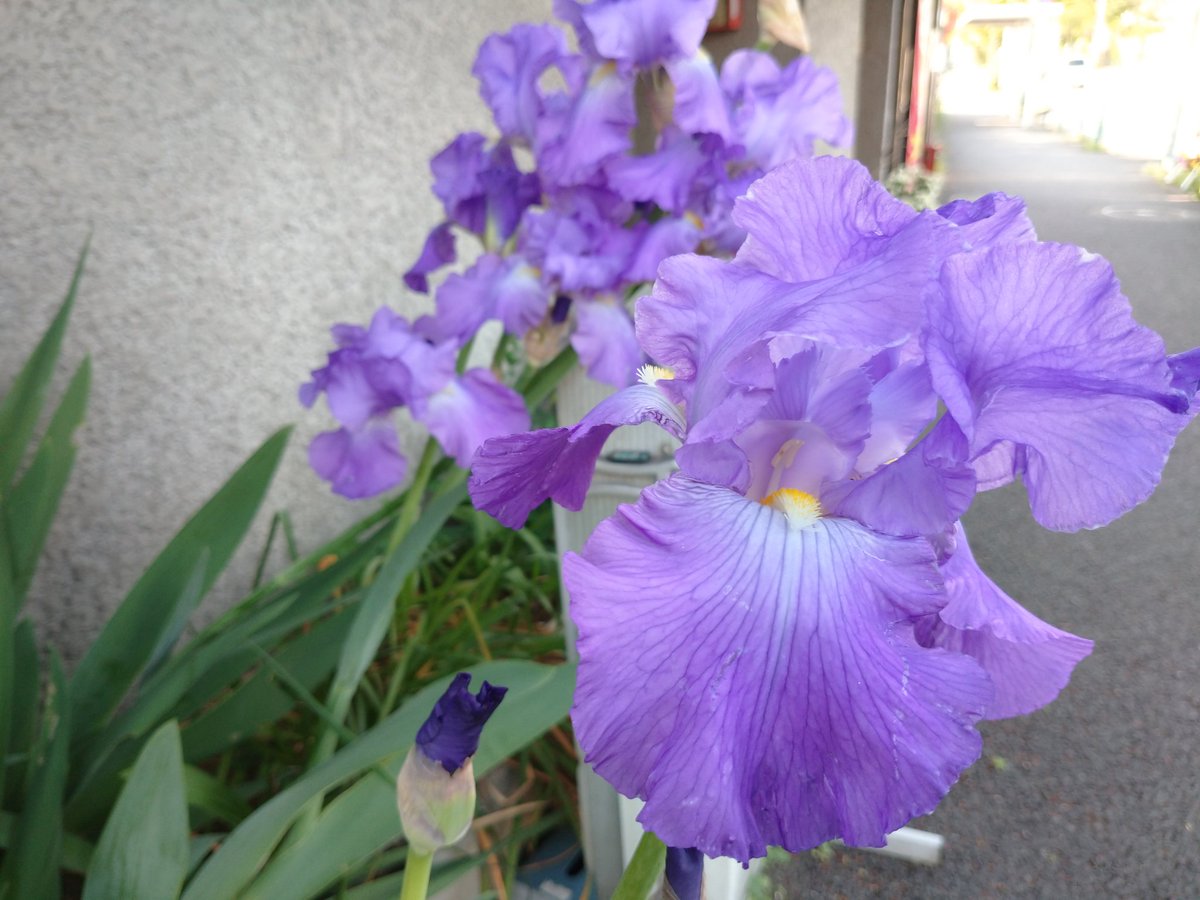 n_komoriya's tweet photo. 朝の空気は良いですね。
ローソンまでのお写ん歩
(徒歩２分 を  何分かかった？)
#komo_flower  #komo_green ?
#花 #flower #太陽 #sun 
#so02l #お写ん歩 https://t.co/jD51TFNDaI