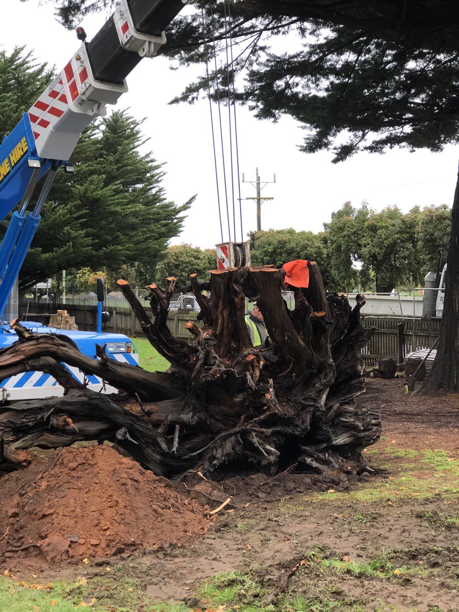 Bundogs's tweet photo. Root plate placed into Nature Based Play Space this arvo. Love it when a design comes to life. More logs getting craned into position tomorrow #naturebasedplayspace #rootplate #warrnamboolbotanicgardens #pickmyproject https://t.co/YjXLDWiL4o