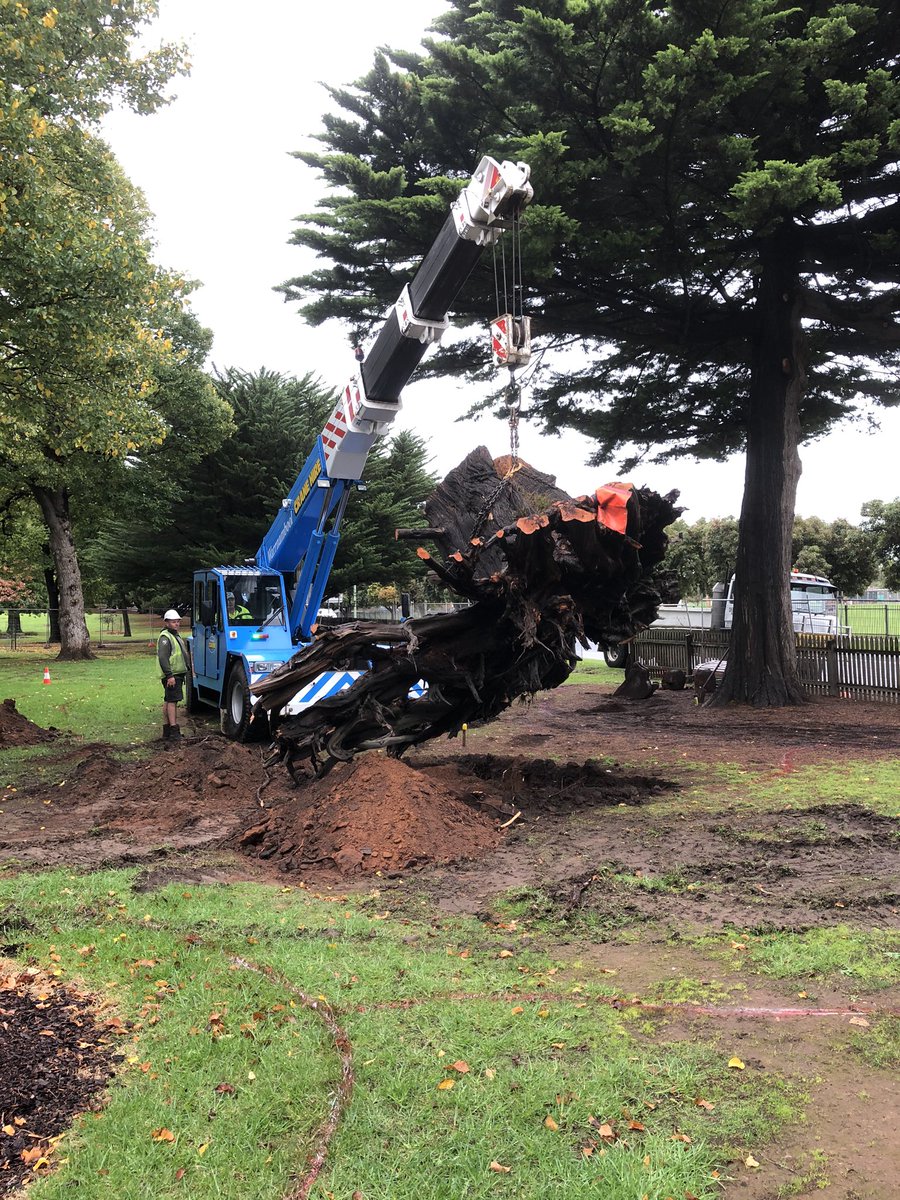 Bundogs's tweet photo. Root plate placed into Nature Based Play Space this arvo. Love it when a design comes to life. More logs getting craned into position tomorrow #naturebasedplayspace #rootplate #warrnamboolbotanicgardens #pickmyproject https://t.co/YjXLDWiL4o