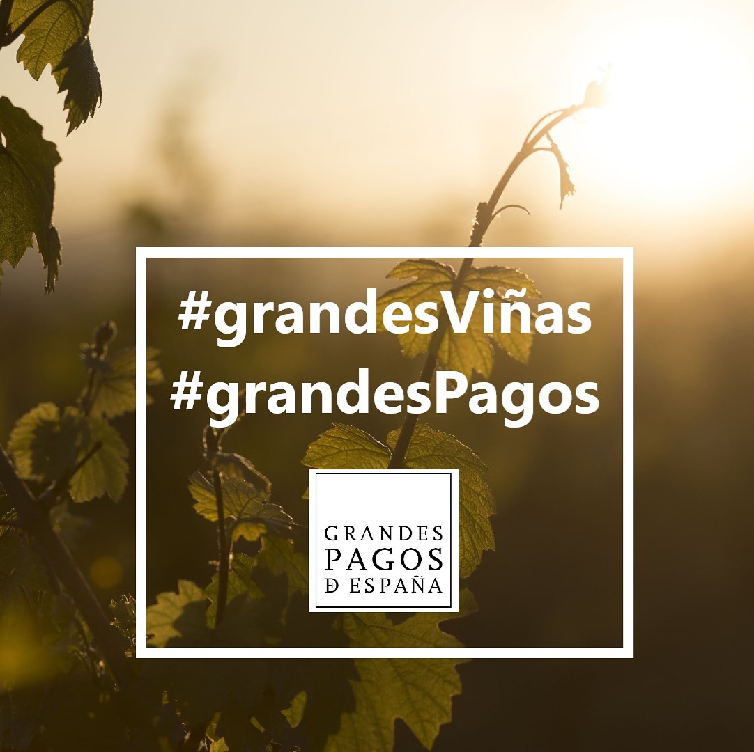 Porque nuestras viñas y el terruño son el alma de los vinos de pago y la razón  de ser una gran familia de viticultores de España. <a href="/GrandesPagos/">Grandes Pagos de España</a> <a href="/Bodegas_Alvear/">Bodegas_Alvear</a> #grandespagos #grandespersonas