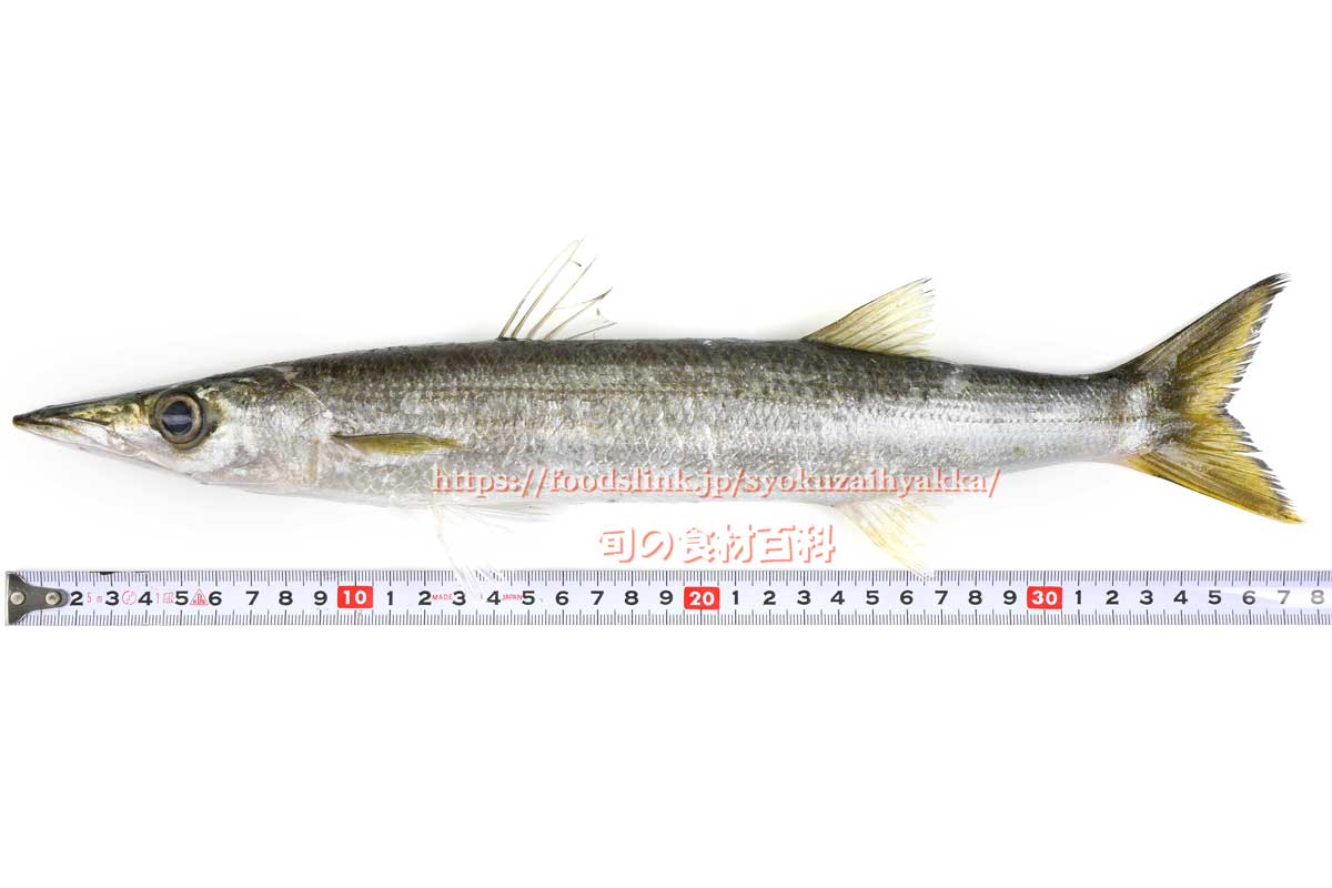 旬の食材百科ーフーズリンク アカカマス T Co Aeyossa1ur 一般に市場に出ているものには アカカマス と ヤマトカマス の2種類あり アカカマス の方がやや黄色味を帯びていて味が良く 本かます とも呼ばれてい ます 単に塩焼きにするだけ 旬の食材百科ーフーズリンク アカカマス T Co Aeyossa1ur 一般に市場に出ているものには アカカマス と ヤマトカマス の2種類あり アカカマス の方がやや黄色味を帯びていて味が良く 本かます とも呼ばれてい ます 単に塩焼きにするだけ