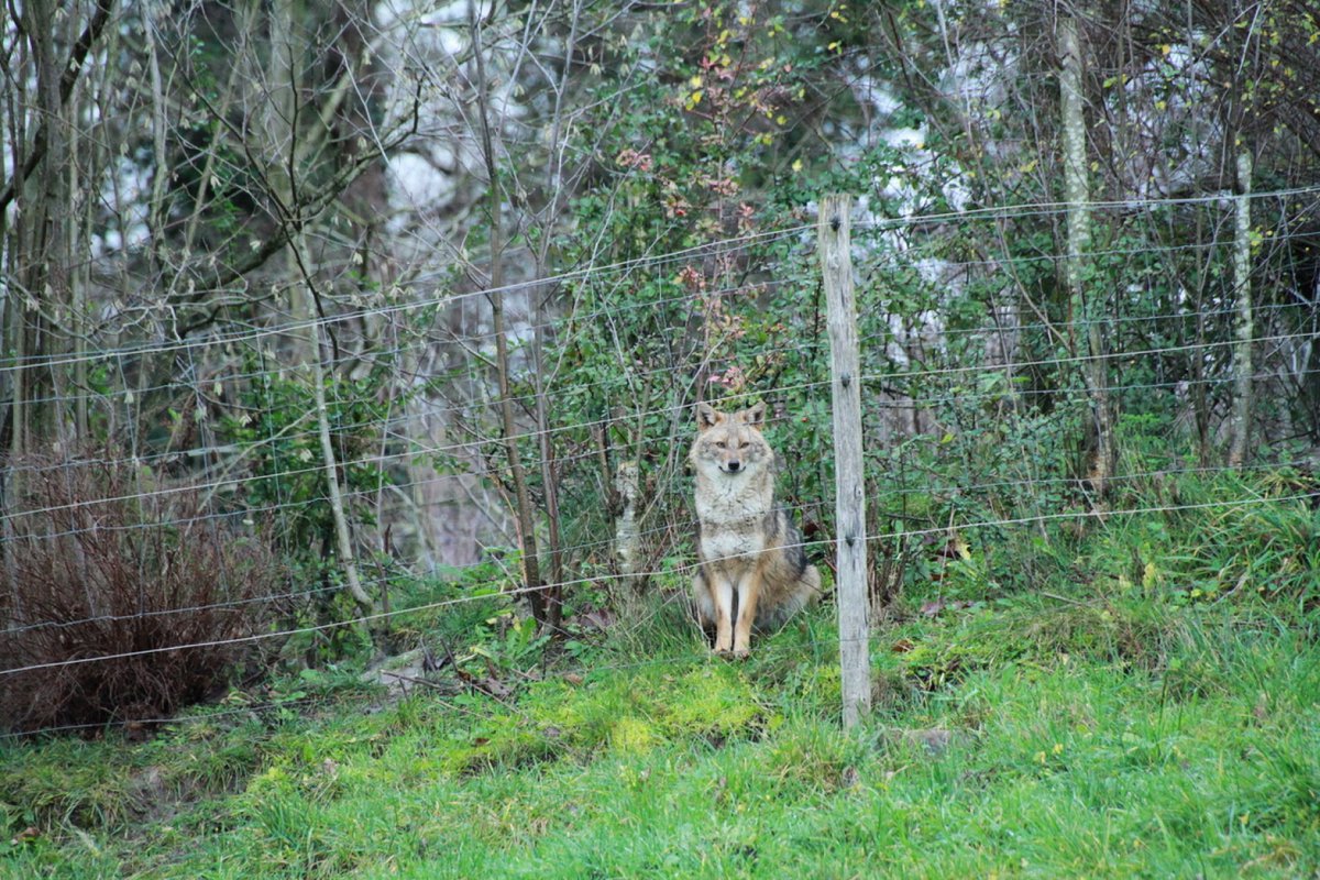 Wir freuen uns sehr, dass das Projekt Goldschakal <a href="/BOKUvienna/">BOKU University</a> <a href="/jenniferhatlauf/">Jennifer Hatlauf, Golden jackal project</a> nun die Qualitätskriterien für #citizenscience Projekte erfüllt und wieder auf Österreich forscht gelistet wird: citizen-science.at/projekte/golds…