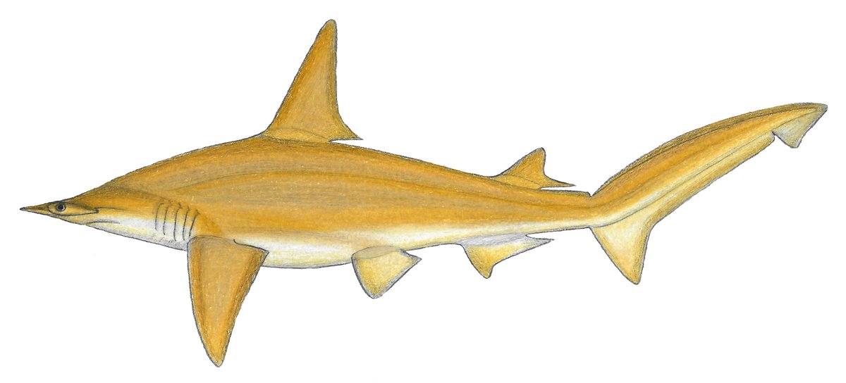 WAtlFish's tweet image. The Golden Hammerhead (S. tudes) at the request of @RoyalTyrrell and #RTMPArtChallenge #SundayFishSketch
