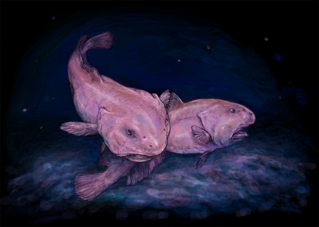 SamiWright11's tweet photo. Did you know that blobfish don't actually look so blobby in their natural habitat? They look like that in photos is because their bodies decompress when brought to the surface. Here's an artist's depiction of what they look like normally. #BucknellOrganismalBiology @DrHaussmann https://t.co/B8jRsw6ZEA