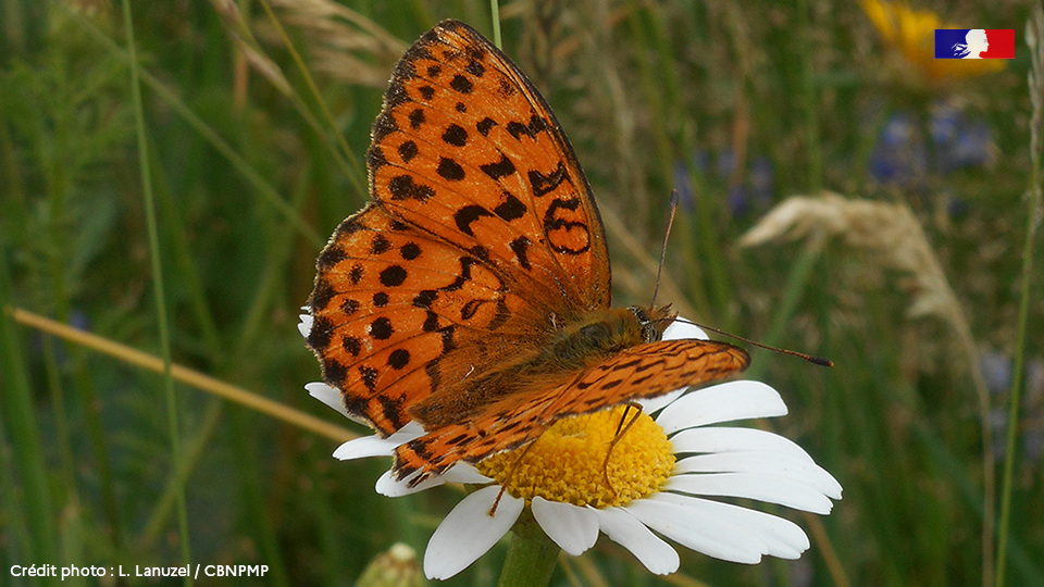 OFBiodiversite's tweet photo. La marque collective @vegetallocal à un site web !
🍃 Il est destiné aussi bien aux gestionnaires d'espaces & maîtres d'ouvrages qu'aux personnes souhaitant rejoindre le collectif #VegetalLocal. #biodiversité #nature #environnement #jardin
👉 En savoir + : https://t.co/GU1Z6A6NuA https://t.co/wcDdLkwSCZ