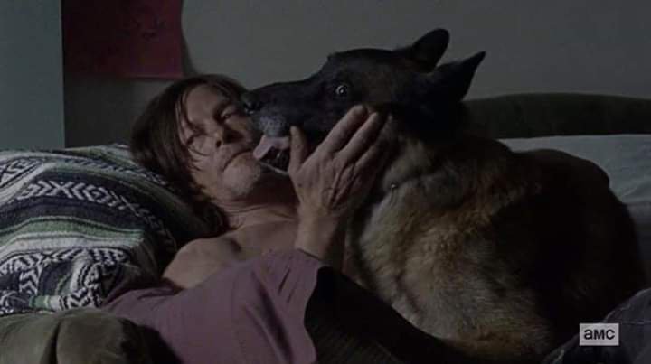 Stef_Helen's tweet photo. #twdgame day 33. Please feel free to join in and choose a photo &amp; add a funny line. Something like: 
Daryl: "Dog, you are so lucky, you don't have to think about social distancing, toilet paper, sanitizers..."
#twd #TWDFamily @wwwbigbaldhead  @stitchwitch76 @HeyMo517 @Cheryl_W61 https://t.co/QN20VWe3vx