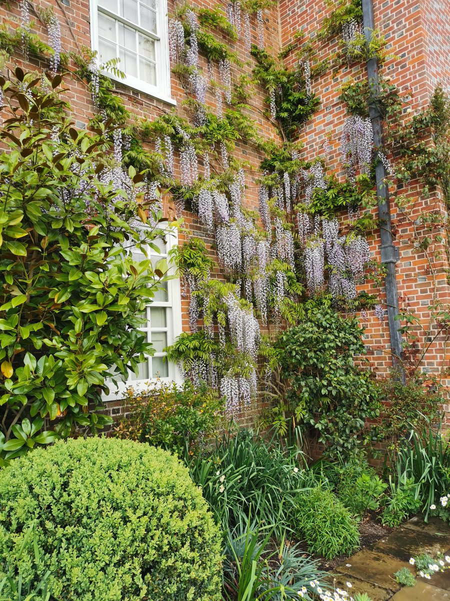 A bit late to the party but I can forgive it #wisteriahysteria #gardeningweek