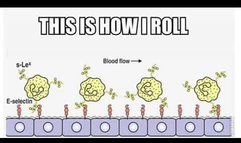 Happy International day of Immunology! #DoImmuno