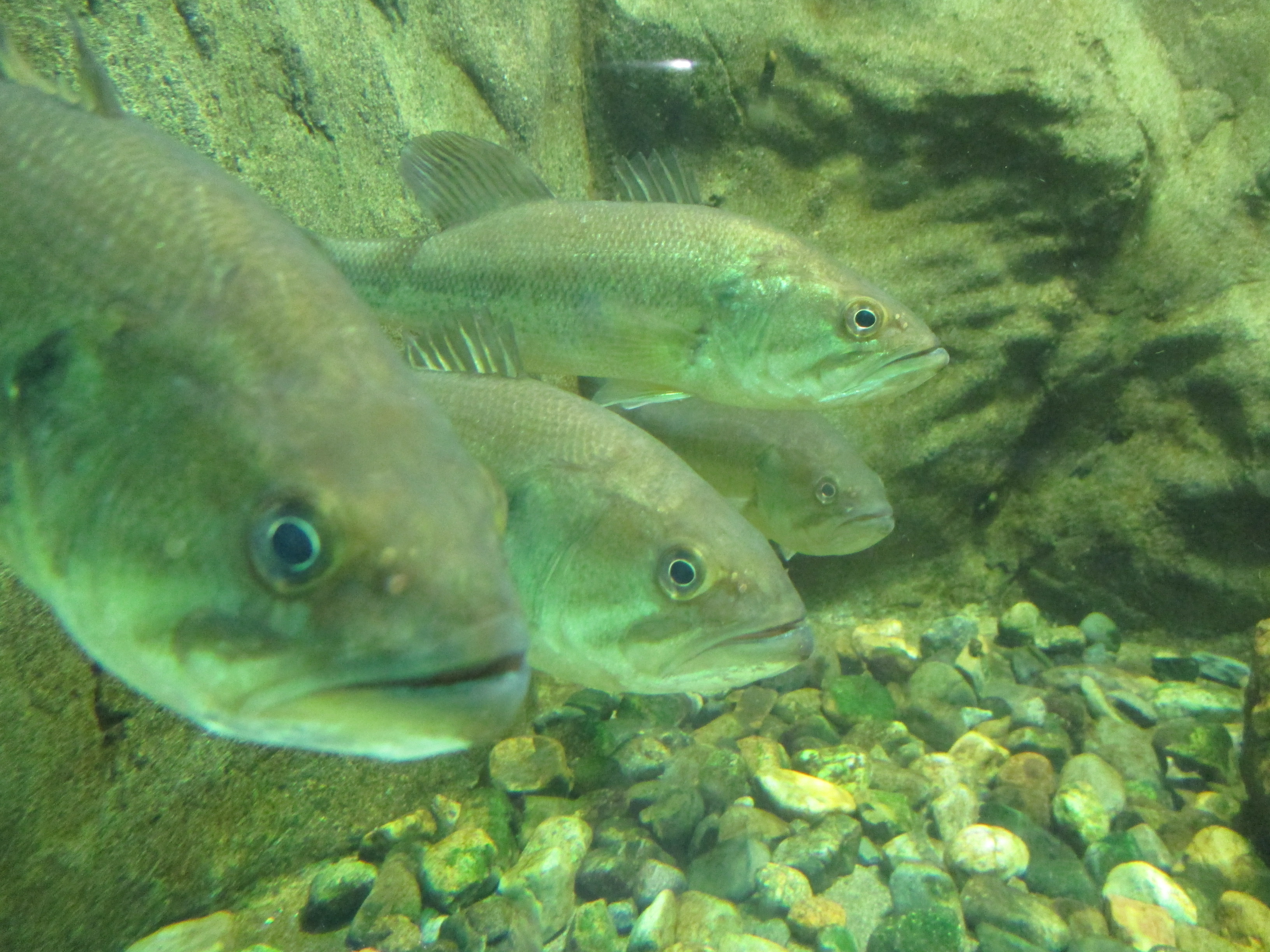 さいたま水族館 羽生水郷公園 公式 على تويتر はい 手前からバス ラージマウス オオクチバス ブラックバスになります テストに出ますよー W 皆さん違いがわかりますか D え どれも 同じ種類じゃ え さいたま水族館 バス ラージ