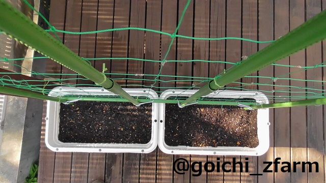 ごいち Zファーム 少し早い 朝顔の種を播いたよ ちょっと早いかなぁ ビニール被せよっか 昨年の咲いた種をとっておいた 元はダイソーの種 終日あさがお ダイソーの種 しっかりと支柱を立てて 強風対策 日本の農業を支えたい 日本農業