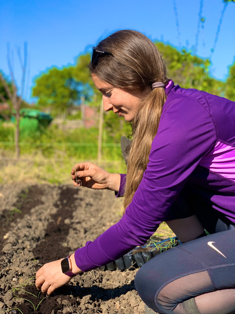 gardener_jen's tweet photo. Spring onion seedlings going in 🌿#local #gardener #gardening #allotmentlife #largeplot #gyo https://t.co/thgglknJ7K