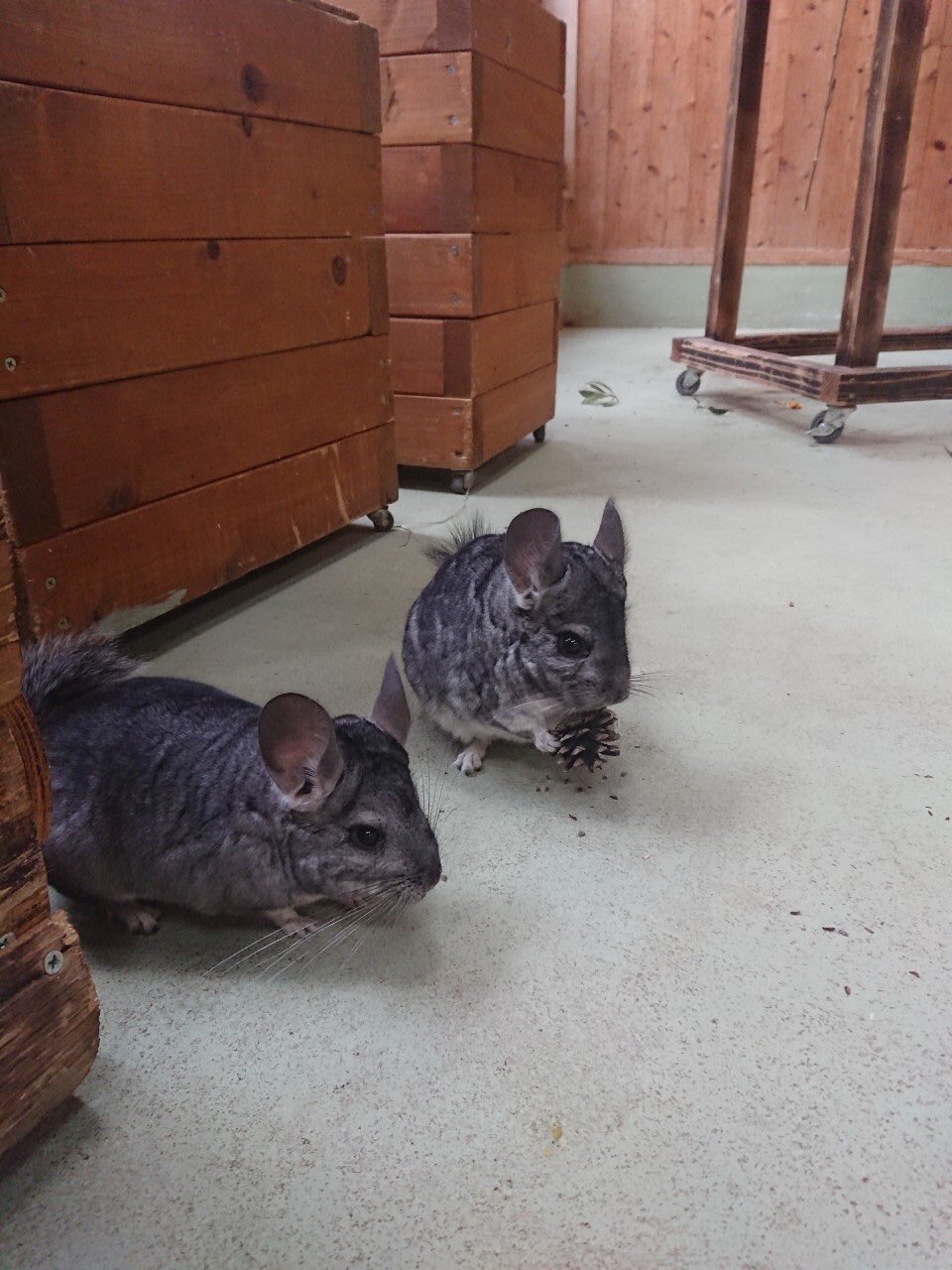 長崎バイオパーク公式 おうちで過ごそう Stayhome チンチラ 動物 休園中の動物園水族館 Chinchilla Animal 長崎バイオパーク公式 おうちで過ごそう Stayhome チンチラ 動物 休園中の動物園水族館 Chinchilla Animal