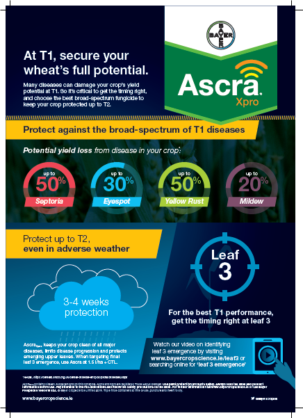 For septoria and broad-spectrum protection at T1 this season choose #ASCRA 
For more information visit bayercropscience.ie/ascra-xpro/