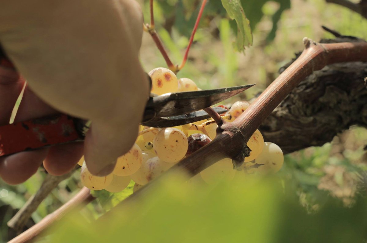 Pimecava tweet media