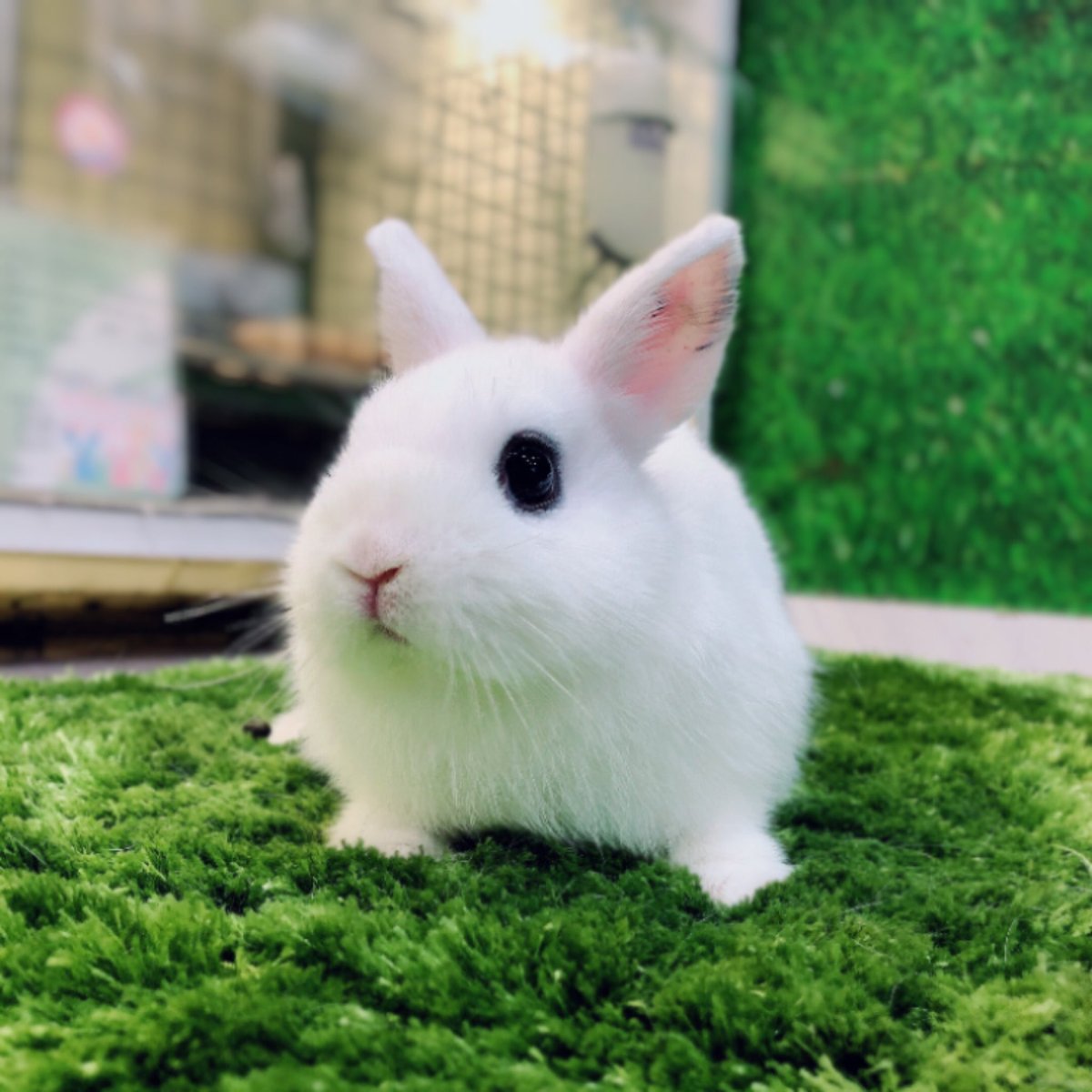 うさぎのしっぽ吉祥寺店 みてみてみて 可愛いおチビーズ うさぎ うさぎのしっぽ 吉祥寺 おちび デビュー 可愛い 可愛くてため息でる 癒し うさぎのしっぽ吉祥寺店 みてみてみて 可愛いおチビーズ うさぎ うさぎのしっぽ 吉祥寺 おちび デビュー 可愛い 可愛くてため息でる 癒し