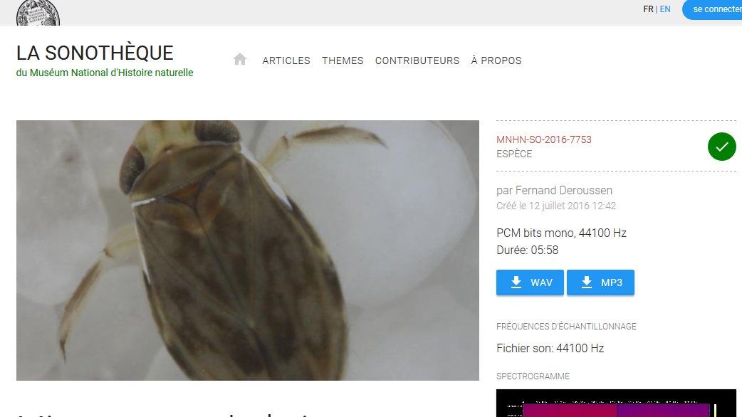 TonyRobillar's tweet photo. Le son du 28 avril 2020 de la #sonotheque du @Le_Museum : La punaise aquatique Micronecta scholtzi enregistrée par Fernand Deroussen #insects https://t.co/iGwNSFphqK https://t.co/Uc1OkCheKA