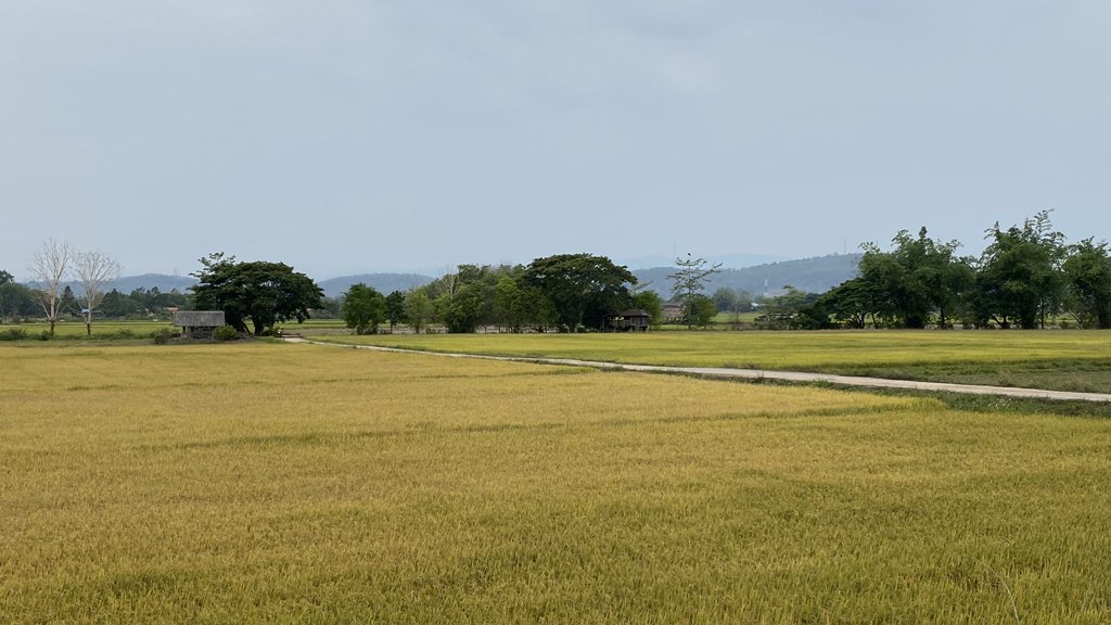 nanseasons's tweet photo. นาปรังบริเวณใกล้ๆกำลังจะเก็บเกี่ยวได้แล้ว The rice field near us. It’s almost the harvest time. #nanseasons #ricefield #nanthailand #น่าน #น่านซีซั่นส์ #นาข้าว https://t.co/KwjEI1GiPA