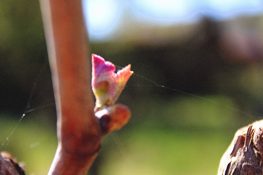 Travaux viticoles : le printemps lanjoudanslesvignes.wordpress.com/2020/04/29/tra…