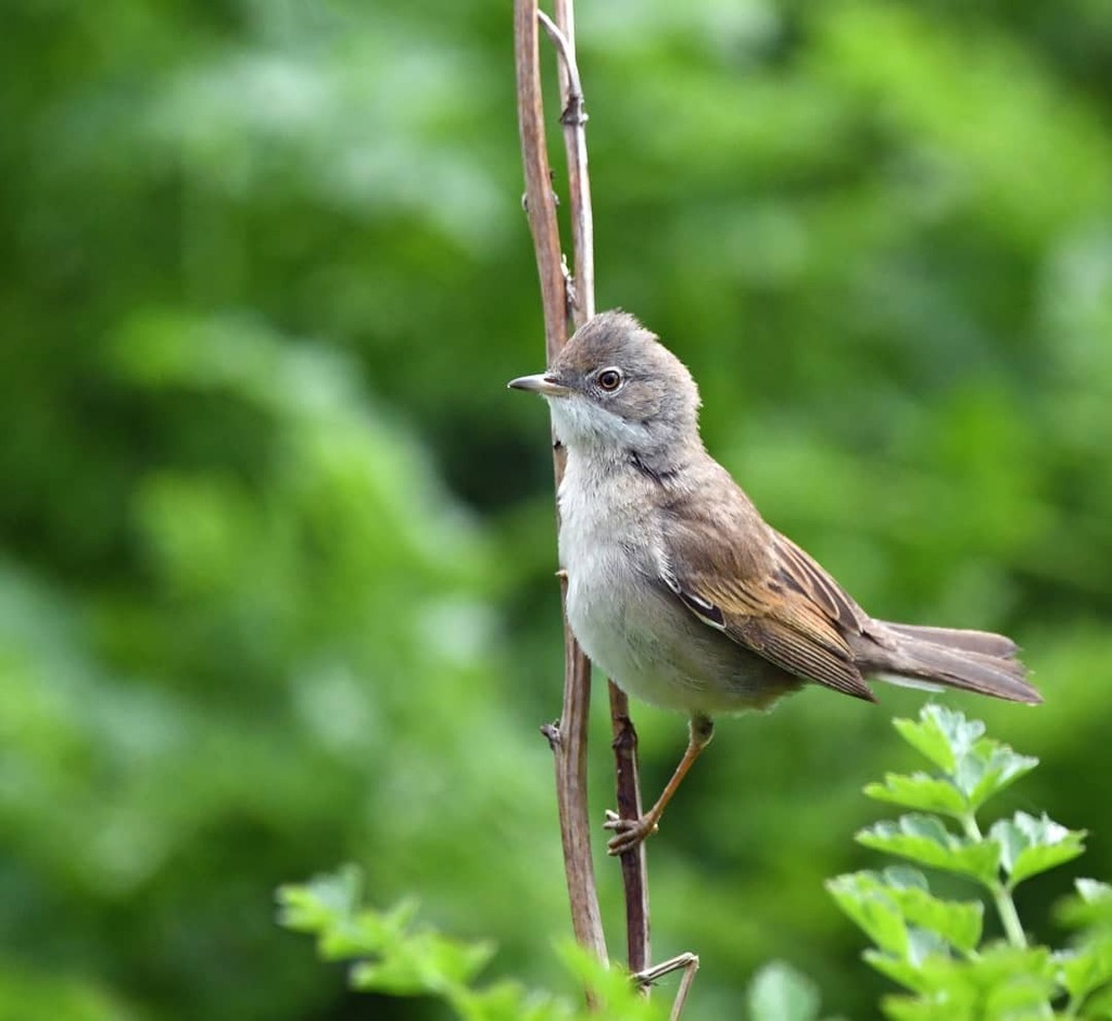 Jeff_Kirby1's tweet photo. A cheeky whitethroat I photographed last year at RSPB Burton Mere.
.
.
@BBCSpringwatch #BBCWildlifePOTD #appicoftheweek #nature #allnatureshots #nature_brilliance #naturephotography #nature_perfection #wildlife-photography #ig_nature @bbcearth #earthcapt… https://t.co/rXD5OAkBCw https://t.co/O2sIbSXRGX