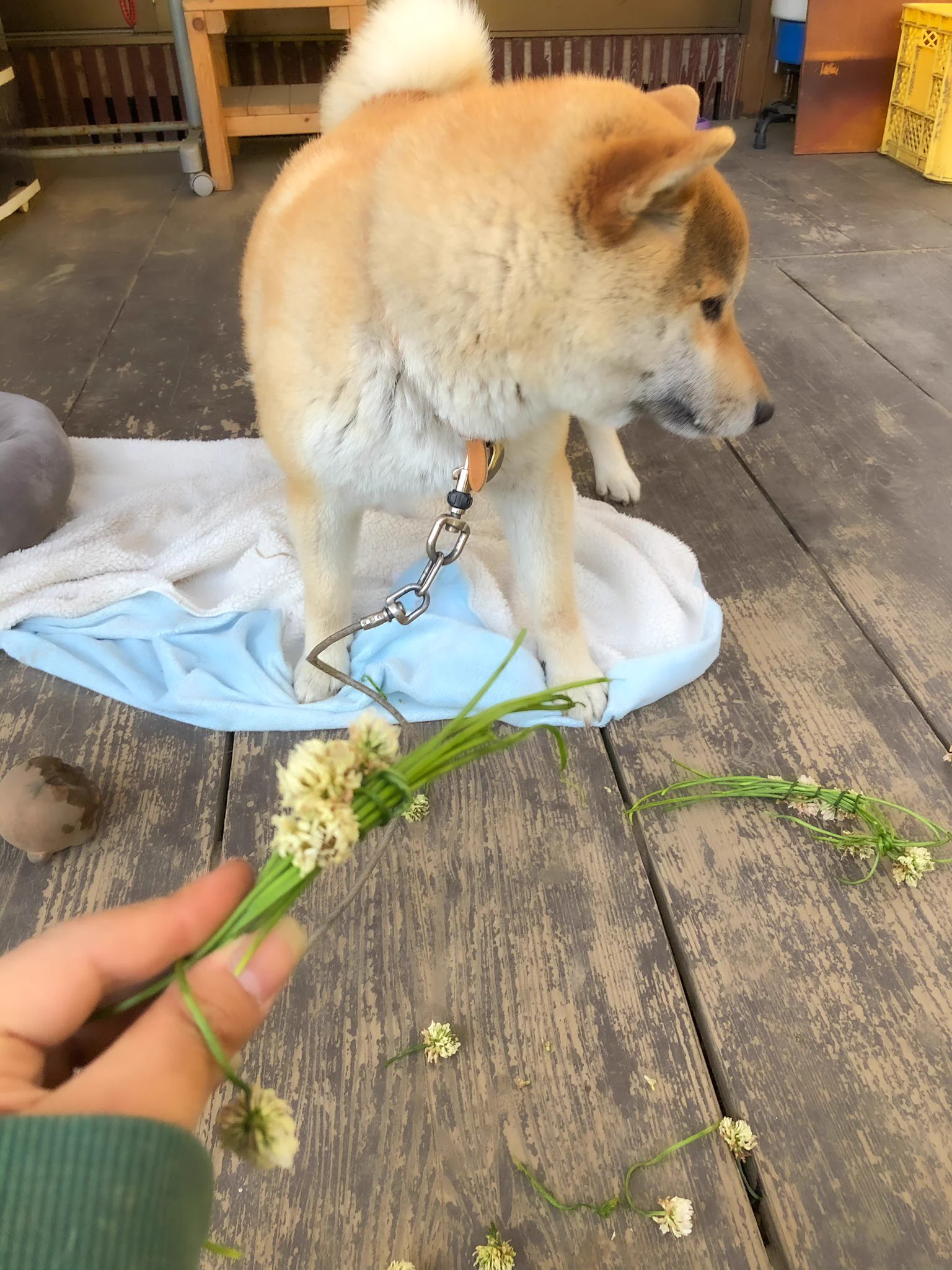 悪気はないんだろうけど･･･www一生懸命作った花冠がものの数秒でwww
