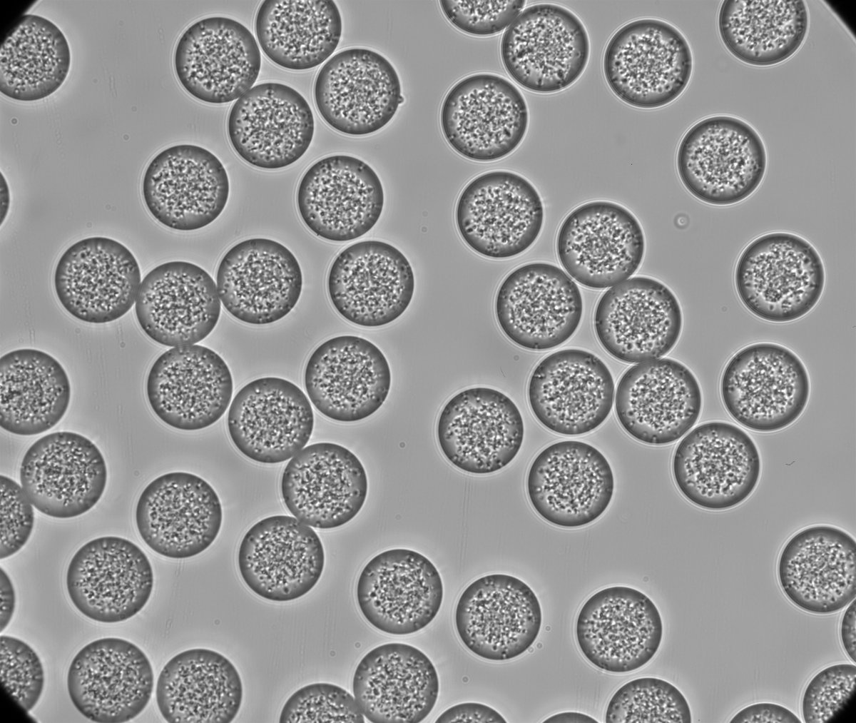 Fluigent's tweet photo. 📢A short reminder that our second webinar "Drug encapsulation in biocompatible microparticles for drug delivery" will be presented by Adam MEZIANE tomorrow at 5PM CET (11AM ET/8AM PT). Subscribe right here👉https://t.co/JtlqCoPD4w
#webinar #microfluidics #drugencapsulation https://t.co/D5UdooSSmG