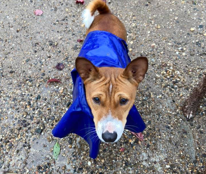 BasenjiCleo's tweet photo. Day 35 of isolation. My humans took me outside. It was wet. I am a dry, inside basenji. How dare they... Revenge plot is back on (and maybe a few 'surprises' around the house for good measure). #PetsofANU #dogsoftwitter #basenji https://t.co/6XLN16KwVY