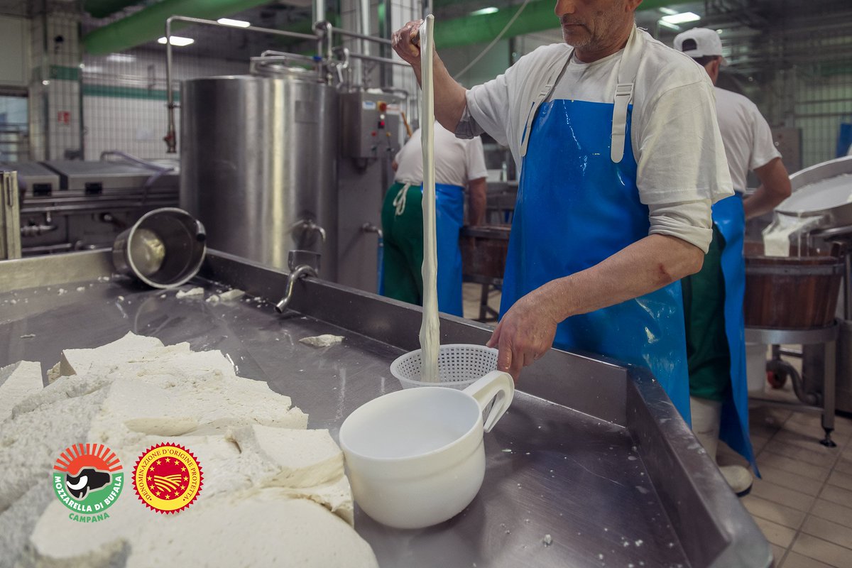 Nuova tappa del viaggio nella produzione di #MozzarellaDOP con <a href="/lafarinella/">Alessandra Farinelli</a> 📷

2. LA FILATURA
Qui avviene un piccolo miracolo: con l'acqua bollente, la cagliata inizia a fondere e filare in un grande recipiente, la cumpecina. Una magia tramandata nei secoli...

 #iorestoacasa