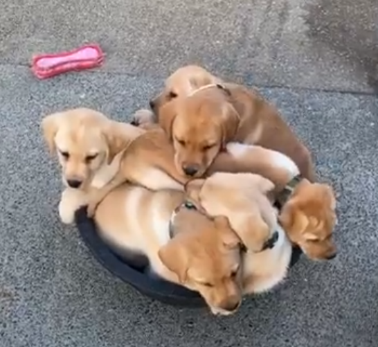 jefferson_alica's tweet photo. https://t.co/IiGAYo8UjL
Pet First-Aid Necessities: Essentials for Dog Parents
#dog #hellowdog #PetFirstAid #DogParents https://t.co/FXJPmD4K2K