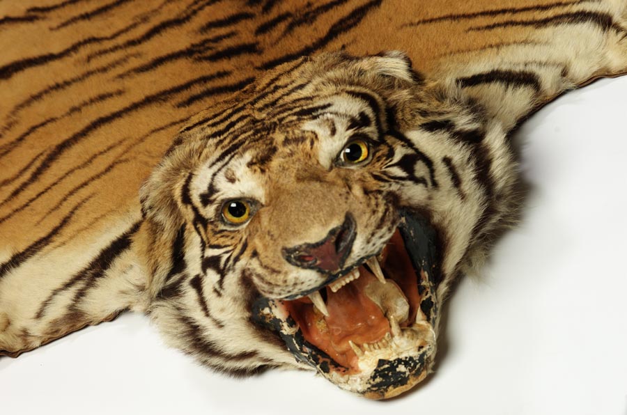 MaritimeMuseum_'s tweet photo. Hit series Tiger King has raised awareness of the plight of captive big cats in the US. Our assistant curator answers the one big question not addressed in the show - what about the welfare of the tigers themselves?https://t.co/tiYNaKK2Y8 #TigerKing @CITES #SeizedGallery https://t.co/K8R2U8SvxH
