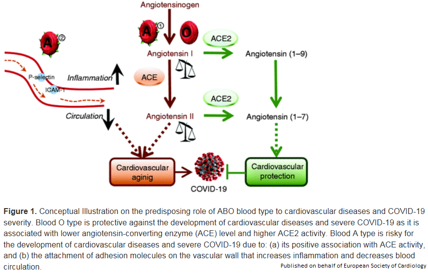 ABO blood group predisposes to #COVID19 severity &amp; CV diseases bit.ly/2WagM2s

#EJPC <a href="/m_piepoli/">Massimo Piepoli</a> <a href="/EAPCPresident/">EAPCPresident</a> <a href="/SilCastelletti/">Silvia Castelletti</a> <a href="/SSharmacardio/">Sanjay Sharma</a> #EAPC_ESC #cardiotwitter