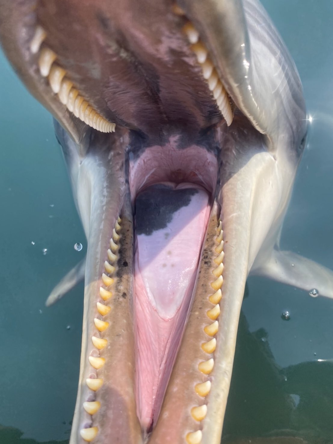 海中水族館シードーナツ on X: ハンドウイルカ 優くん の口の中😬 口の中には約80本くらいの鋭い歯が生えています✨  この歯は、咀嚼するためではなく、魚を捕まえるために使っているんですよ🐬 休園中の動物園水族館 Twitterで楽しむ展覧会  t.coVWAaajo6Op  X