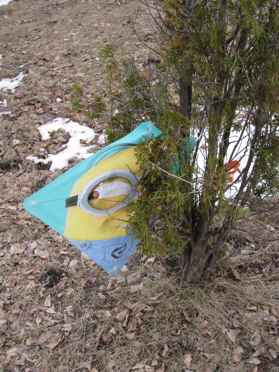 fowlerjp's tweet photo. Beware of #KiteEatingTrees! https://t.co/kkOV3y78aq