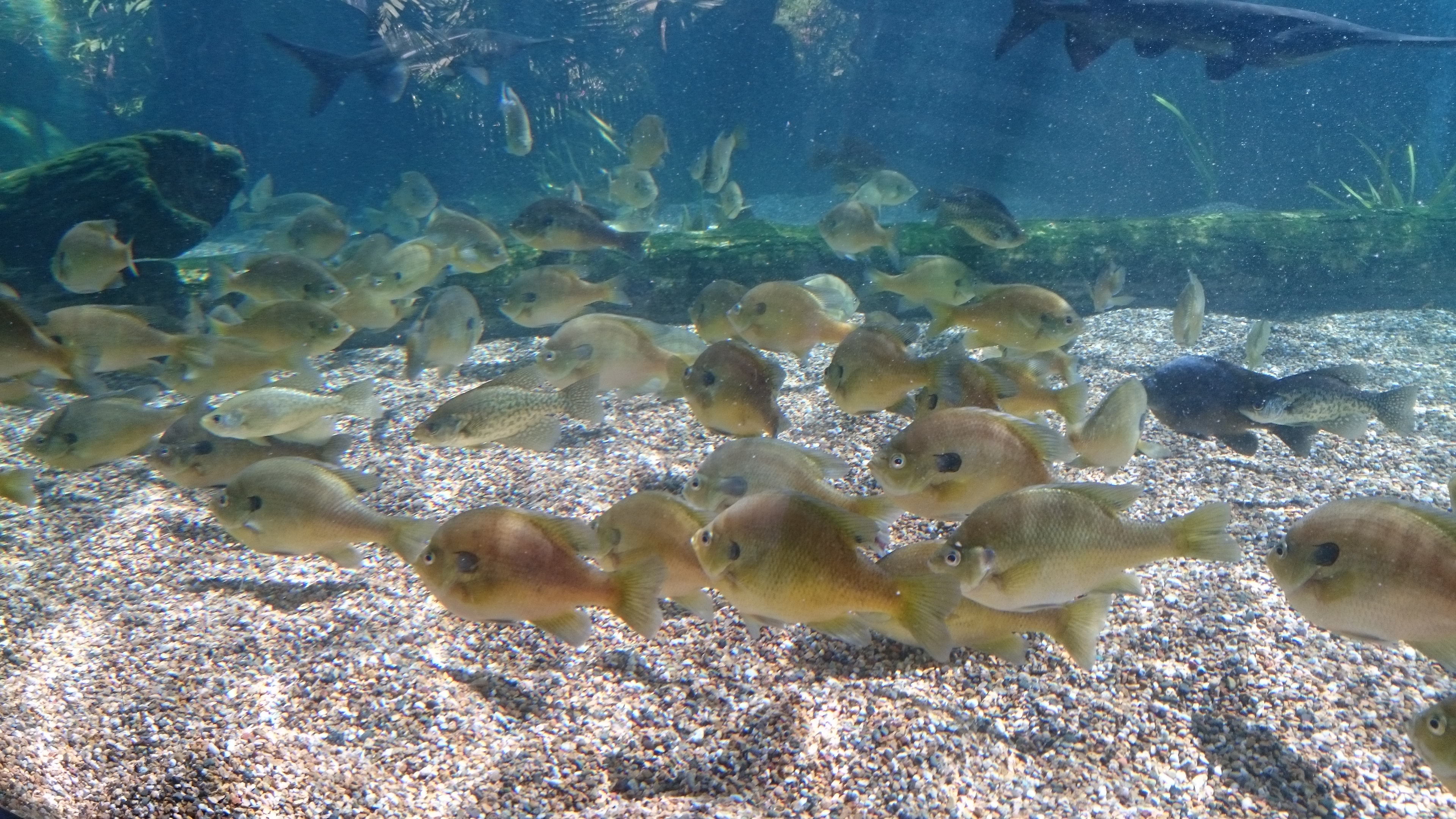 ﾎｿあかめちん 今のパソコンの壁紙なんだけどさ これうつってる魚スゲーよな ヘラチョウとサンフィッシュ系の何かとか色々いたけど案内板よく見なかったから種類がわけわからん 専門学生時代に行ったシンガポールのリバーサファリにて撮影 T Co