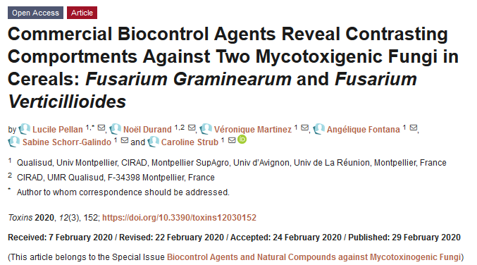 Our paper on the impact of commercialized BCA against mycotoxigenic Fusaria in cereals is out in Toxins. <a href="/umontpellier/">Université de Montpellier</a> @cirad <a href="/qualisud/">Sud Microbiology</a> <a href="/Toxins_MDPI/">Toxins MDPI</a> #BiologicalControl #biocontrol #mycotoxins #Fusarium