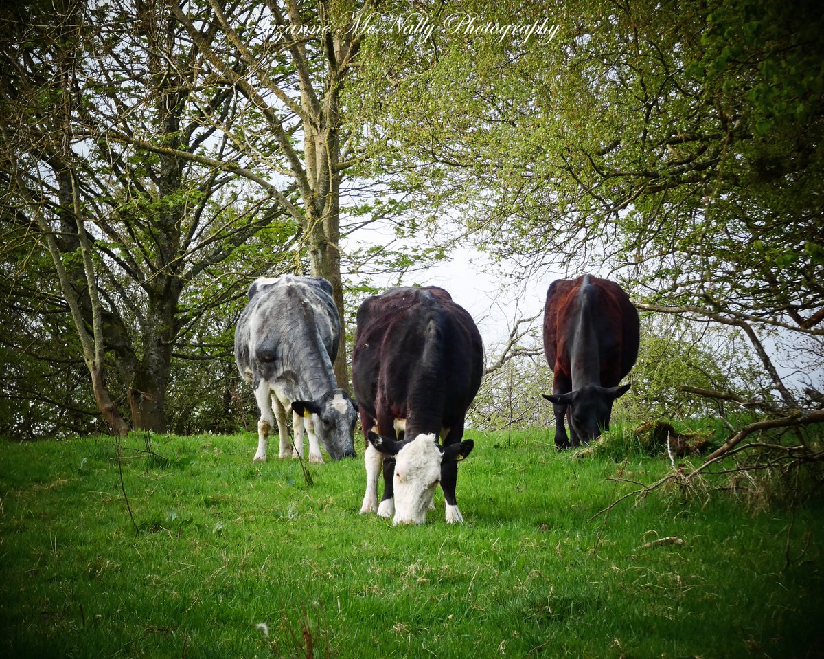 ContactSuzanne's tweet photo. A lot of our local cows are back out now grazing the fells and woods with their calves,yay! 🐂🧡🐂🧡🐂🧡🐂🧡 Have a wonderful Wednesday!!  @FarmingUK @FarmersGuardian @Ladiesinbeef1 @VisitEden https://t.co/Z9WwBN0WIF