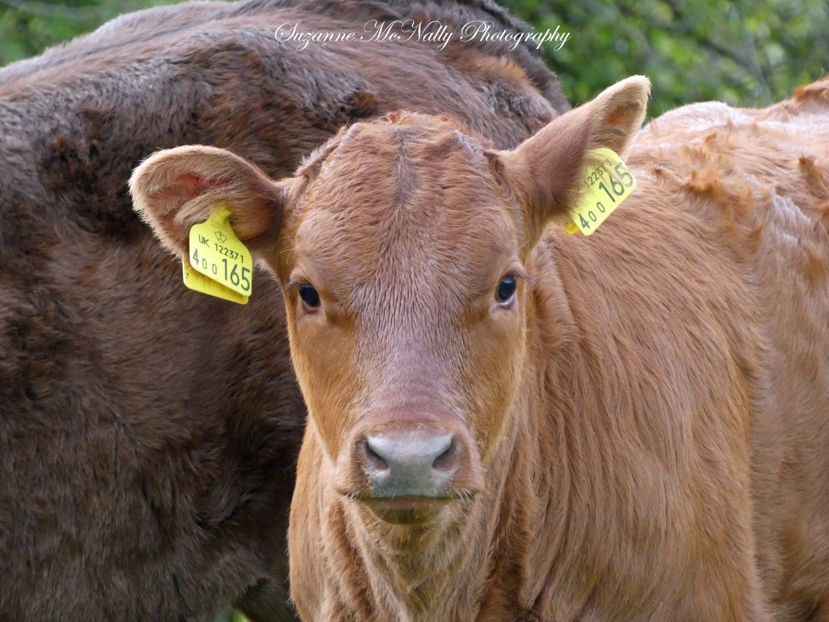 ContactSuzanne's tweet photo. A lot of our local cows are back out now grazing the fells and woods with their calves,yay! 🐂🧡🐂🧡🐂🧡🐂🧡 Have a wonderful Wednesday!!  @FarmingUK @FarmersGuardian @Ladiesinbeef1 @VisitEden https://t.co/Z9WwBN0WIF