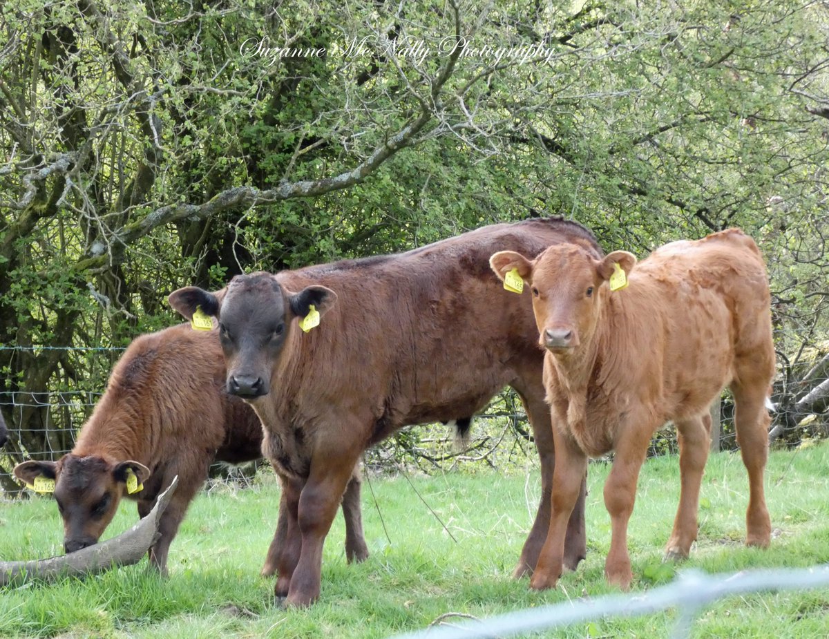 ContactSuzanne's tweet photo. A lot of our local cows are back out now grazing the fells and woods with their calves,yay! 🐂🧡🐂🧡🐂🧡🐂🧡 Have a wonderful Wednesday!!  @FarmingUK @FarmersGuardian @Ladiesinbeef1 @VisitEden https://t.co/Z9WwBN0WIF