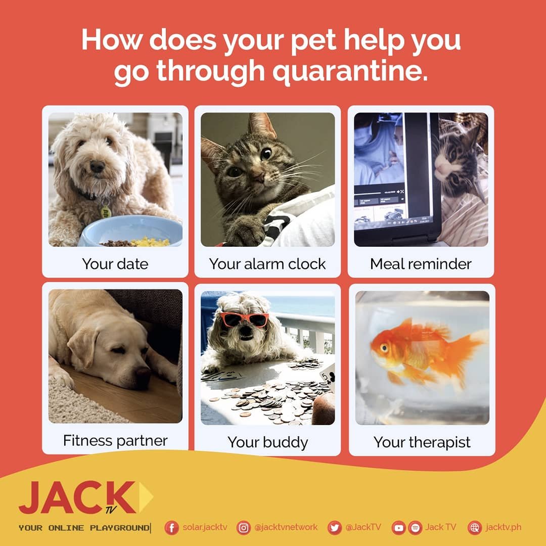 Our pets make our lives better 🌻