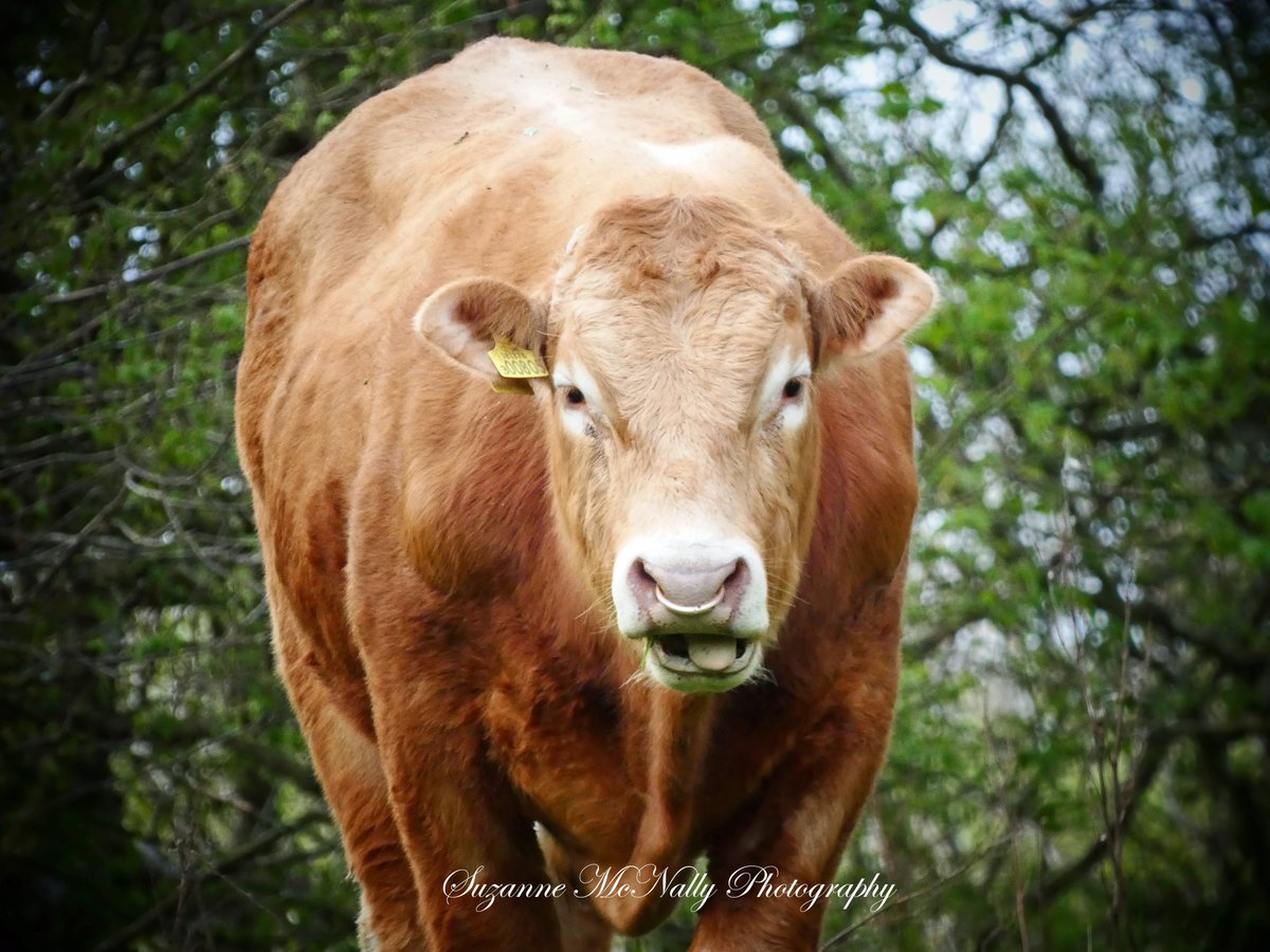 A lot of our local cows are back out now grazing the fells and woods with their calves,yay! 🐂🧡🐂🧡🐂🧡🐂🧡 Have a wonderful Wednesday!!  <a href="/FarmingUK/">FarmingUK</a> <a href="/FarmersGuardian/">Farmers Guardian</a> <a href="/Ladiesinbeef1/">Ladies in Beef</a> <a href="/VisitEden/">Visit Eden</a>