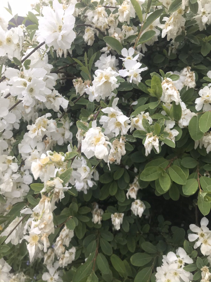 Blooms from last evenings walk in the rain.