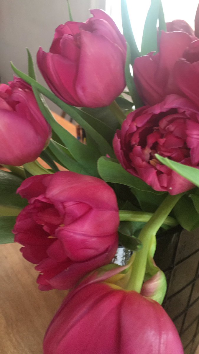 sjmbrawlings's tweet photo. On our doorstep this morning was a huge bunch of beautiful purple tulips.We have no idea who they are from and all the houses around us have them too. So kind. I’m so touched. The kindness has connected us and made the day a good one. #tinyrevolutionsofconnection https://t.co/wzzthUhd7g