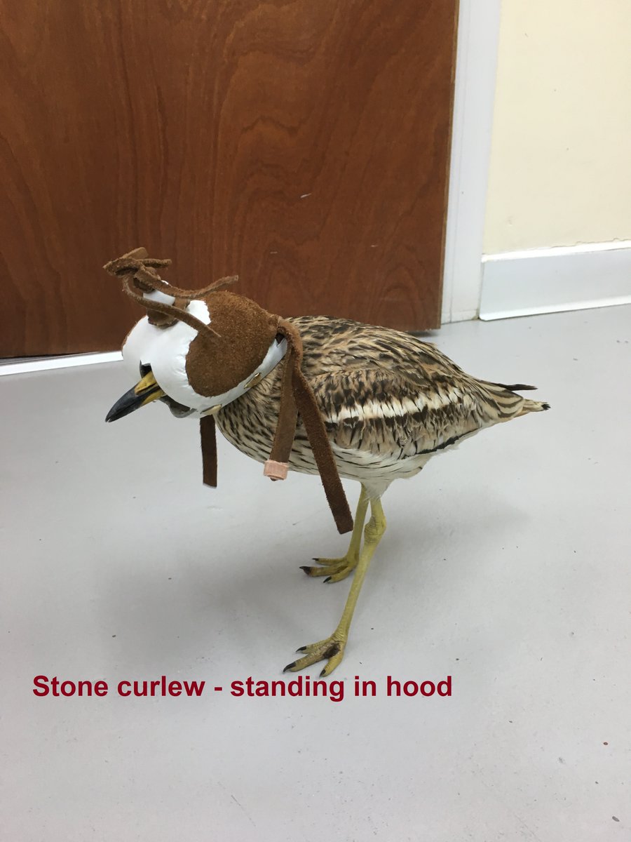 AvianVets tweet media