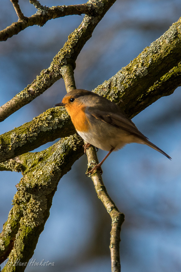 Op mijn fotoblog een nieuw artikel met veel foto's van een aantal Natuurwandelingen #rhenen #Grebbeberg #palmerswaard #deschammer #utrechtslandschap hhoekstra.wordpress.com/2020/04/29/nat…