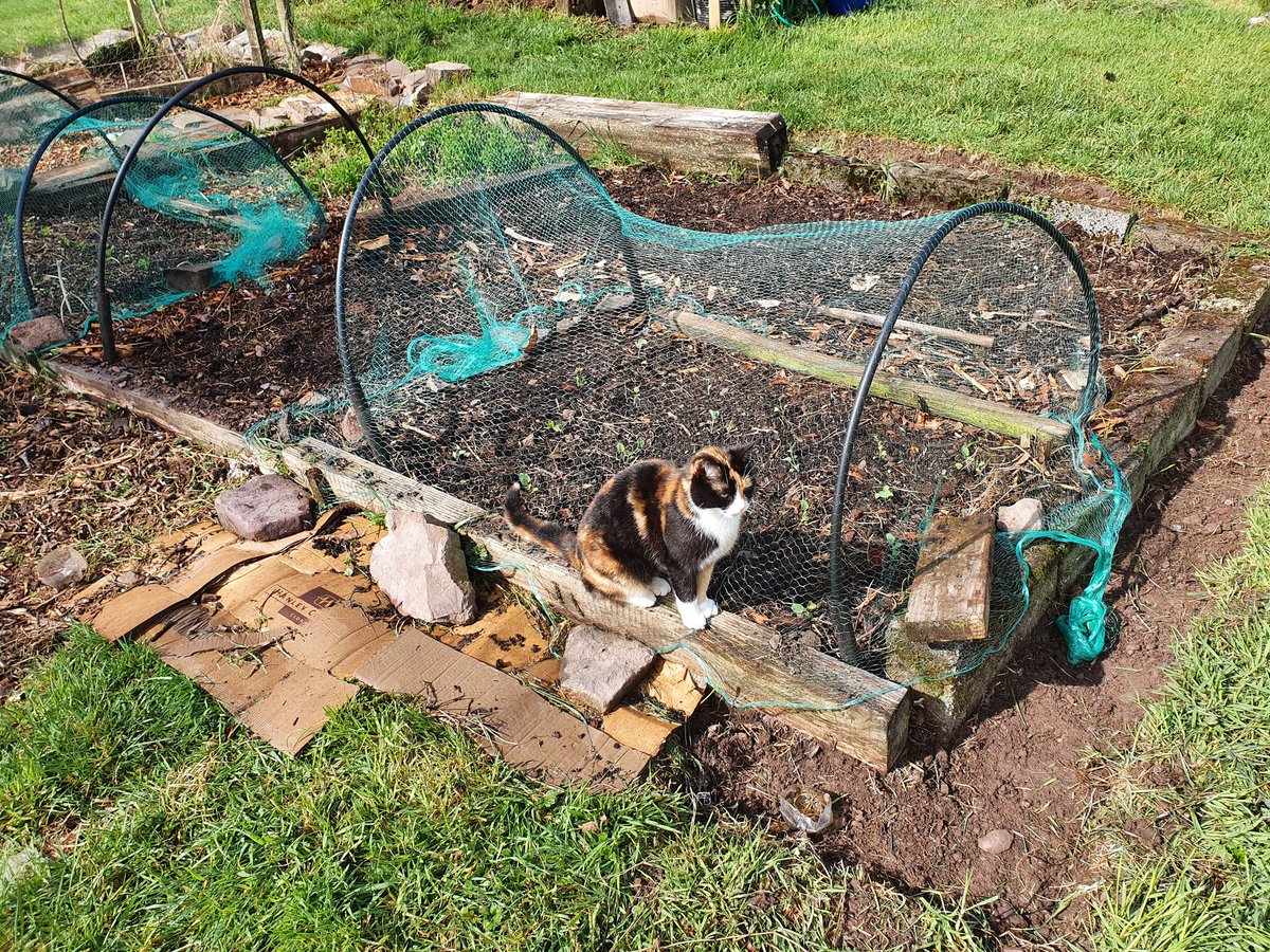 stephendukelow's tweet image. First outdoor plantings. On slug watch now. Fecking fleese I ordered never came so hope temp is ok #nodig #giy #organic #vegetables