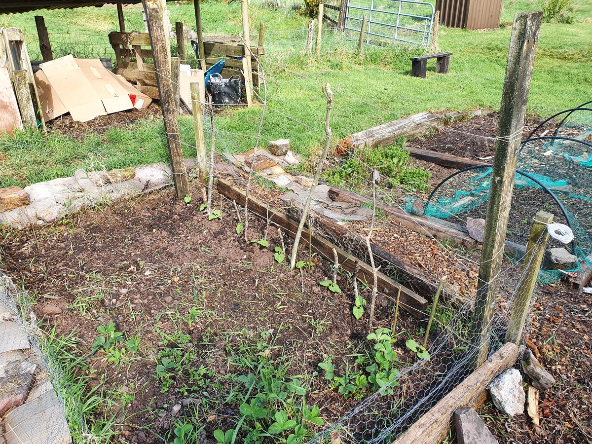 stephendukelow's tweet image. First outdoor plantings. On slug watch now. Fecking fleese I ordered never came so hope temp is ok #nodig #giy #organic #vegetables