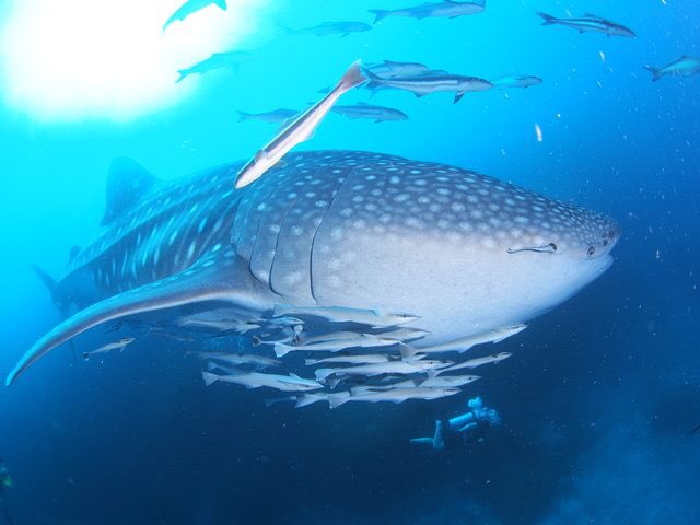 ゆづかり は受験生 めちゃめちゃ1番好きな海洋生物何って言われたらジンベエザメって答える 家にジンベエザメのぬいぐるみ欲しくなってきた あのでかさで食べるものプランクトンとかって なにそれ推せるよね ここでコバンザメに慕われている