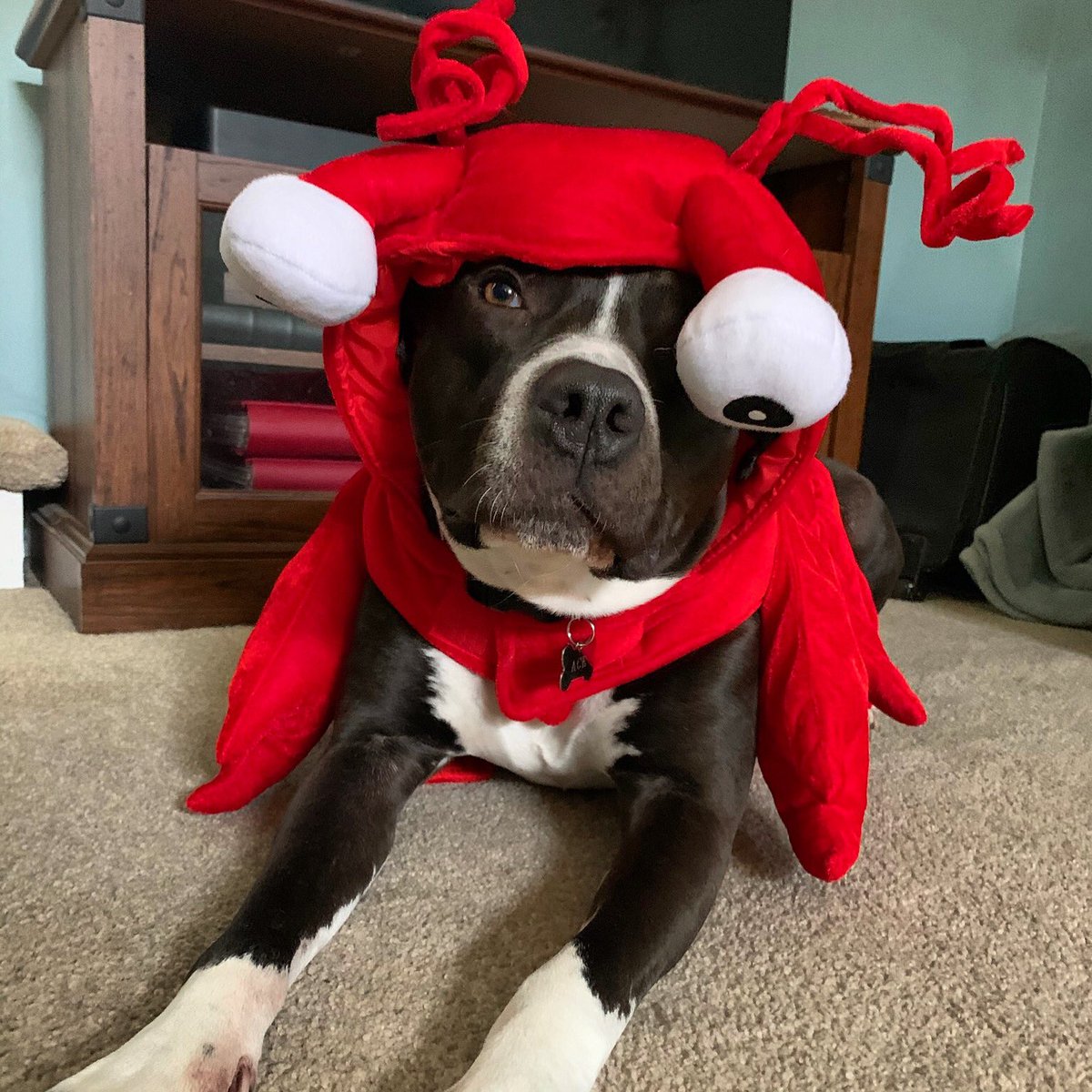 Just an Ace Face in a lobster hat! Happy hump day everybody!