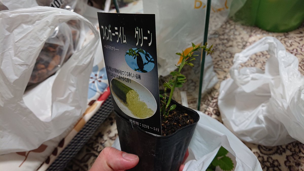 森宮月虹 ホームセンター行ったらフィンガーライムの苗売ってて思わず買ってしまった 冬どうすんだこれ ヮ