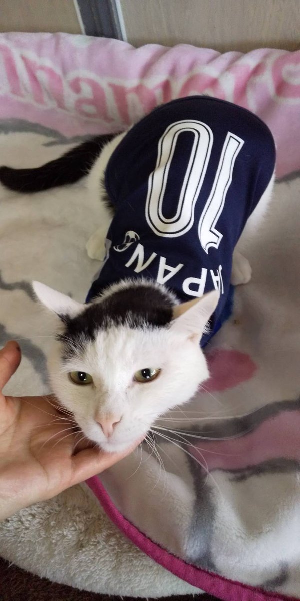 Cat Cafe Wish On Twitter 骨肉腫のため断脚手術を受けたろくよん 傷を保護するため洋服を着せましたが 嫌がらず着ていてくれています 三本脚で上手にバランスを取れるようにもなってきました お母さんに甘え ごはんもしっかり食べています 保護猫 十勝